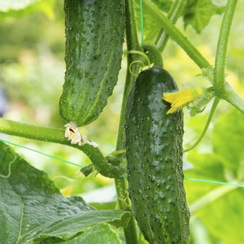 eco-farmer-fruit-concombre