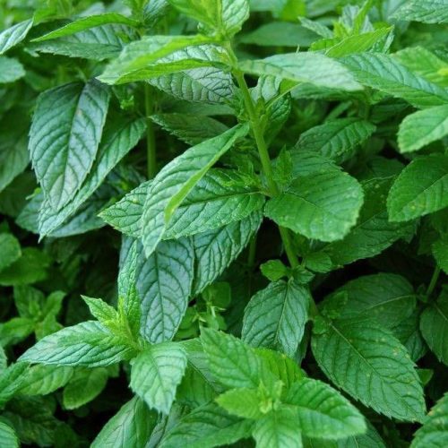 eco-farmer-legume-feuille