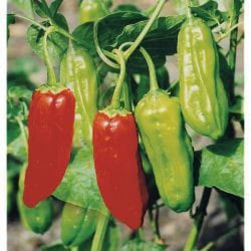 eco-farmer-legume-piment